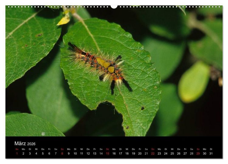 Produktbild: Faszination Schmetterlingsraupen (Wandkalender 2026 DIN A2 quer), CALVENDO Monatskalender