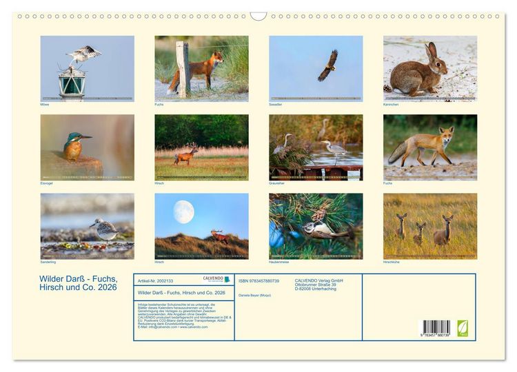 Produktbild: Wilder Dar&szlig; - Fuchs, Hirsch und Co. 2026 (Wandkalender 2026 DIN A2 quer), CALVENDO Monatskalender