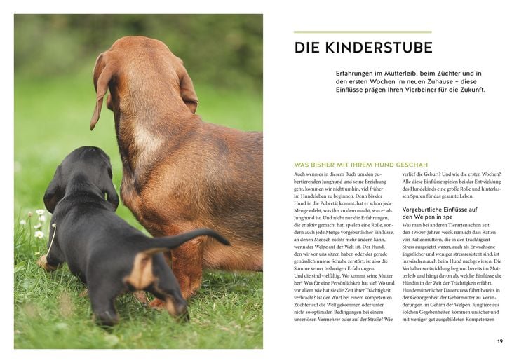 Produktbild: Wenn der Welpe zum halbstarken Hund wird