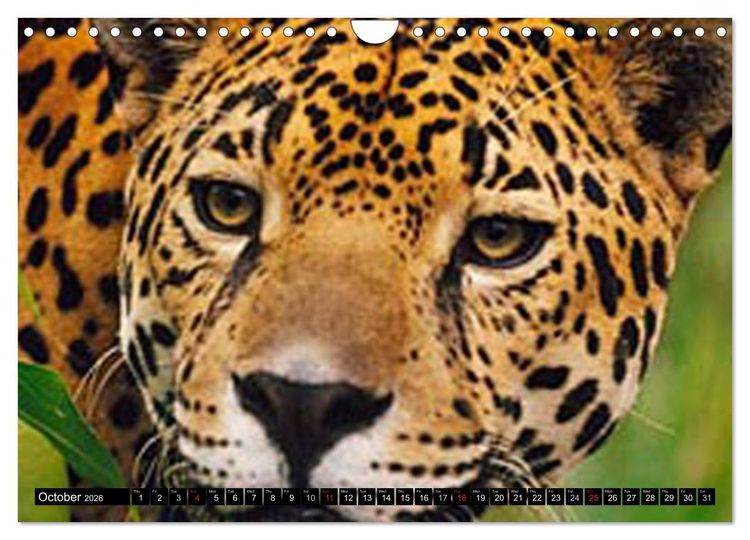Produktbild: Big Cats &bull; Faces of the most beautiful predators (Wall Calendar 2026 DIN A4 landscape), CALVENDO 12 Month Wall Calendar