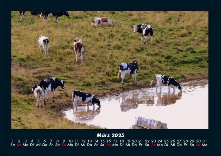 Produktbild: Kuhkalender 2025 Fotokalender DIN A4