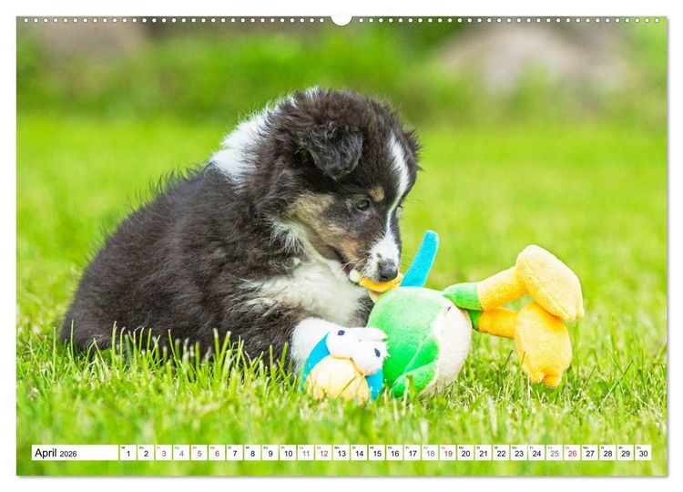 Produktbild: H&uuml;tehund der Shetland Inseln - Shetland Sheepdog (Wandkalender 2026 DIN A2 quer), CALVENDO Monatskalender