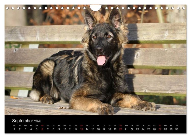 Produktbild: Mit dem Deutschen Sch&auml;ferhund durch's Jahr (Wandkalender 2026 DIN A4 quer), CALVENDO Monatskalender