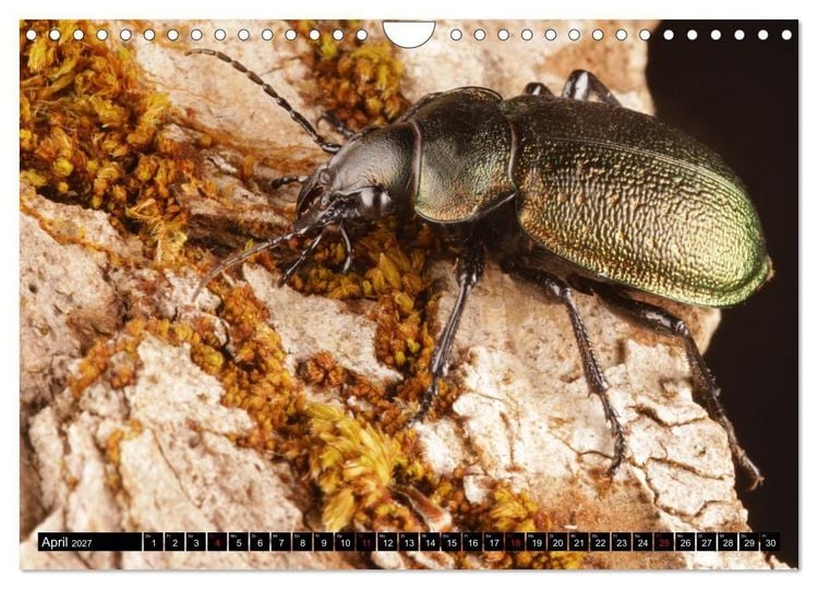 Produktbild: LAUFK&Auml;FER - CARABIDAE (Wandkalender 2027 DIN A4 quer), CALVENDO Monatskalender