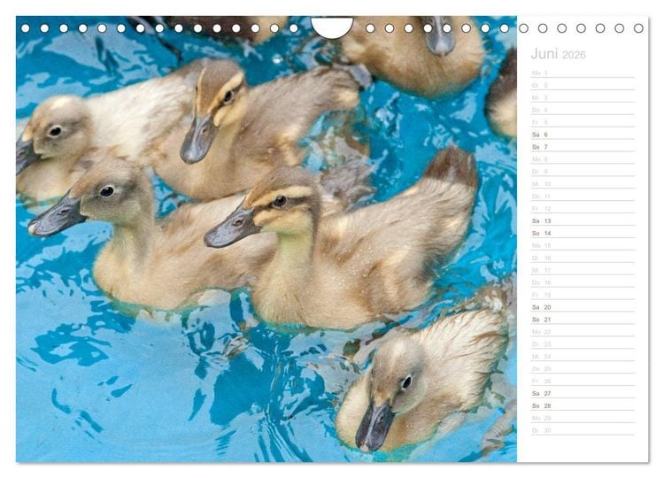Produktbild: Laufenten - tierisch liebenswerte Zeitgenossen (Wandkalender 2026 DIN A4 quer), CALVENDO Monatskalender