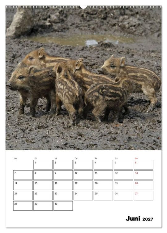 Produktbild: Der wildschweinische Terminplaner (hochwertiger Premium Wandkalender 2027 DIN A2 hoch), Kunstdruck in Hochglanz