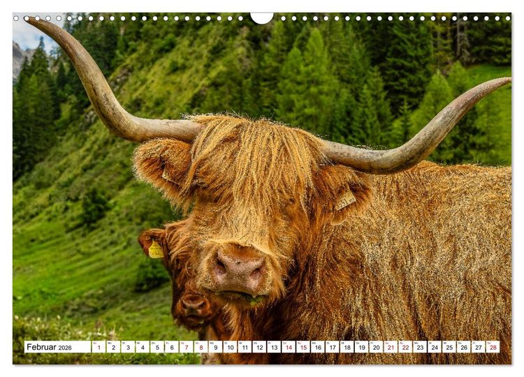 Produktbild: Kuhle Typen (Wandkalender 2026 DIN A3 quer), CALVENDO Monatskalender