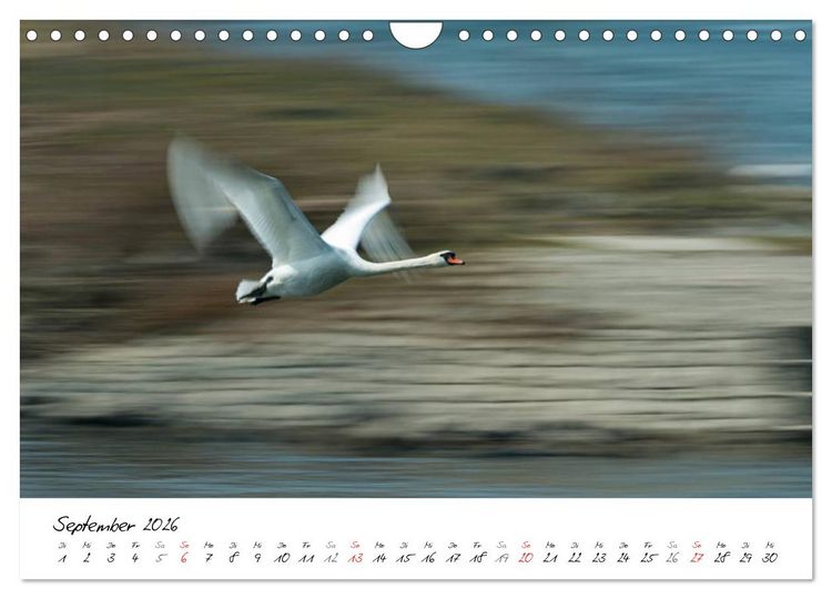 Produktbild: Ein Jahr mit den Schw&auml;nen (Wandkalender 2026 DIN A4 quer), CALVENDO Monatskalender