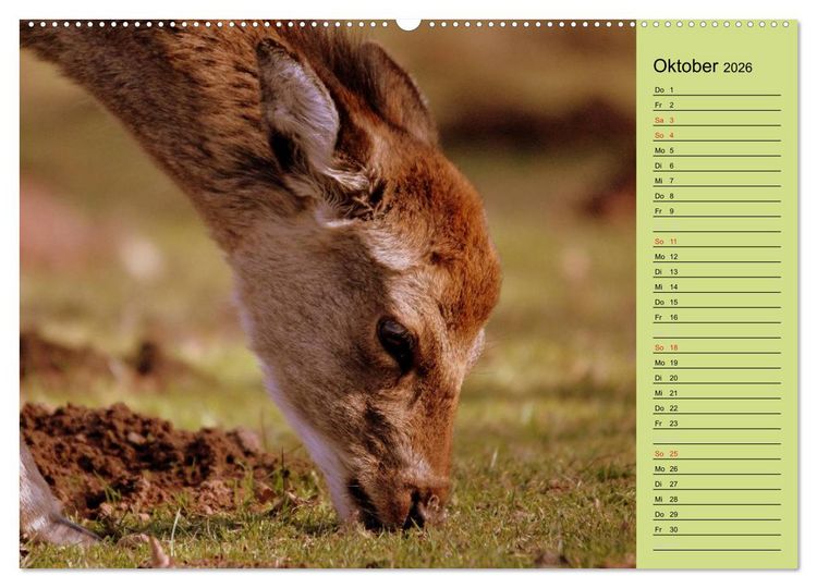 Produktbild: Hirsche - K&ouml;nige des Waldes/Geburtstagskalender (hochwertiger Premium Wandkalender 2026 DIN A2 quer), Kunstdruck in Hochglanz