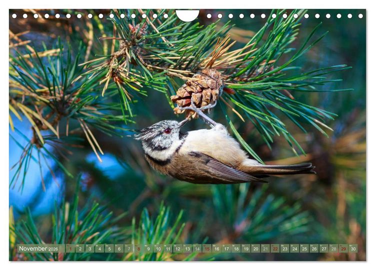 Produktbild: Wilder Dar&szlig; - Fuchs, Hirsch und Co. 2026 (Wandkalender 2026 DIN A4 quer), CALVENDO Monatskalender