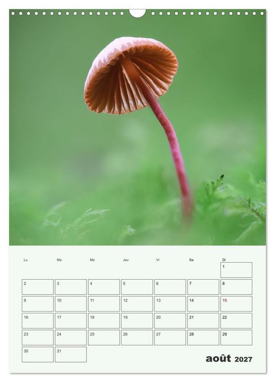 Produktbild: Champignons magiques - Beaut&eacute;s &eacute;ph&eacute;m&egrave;res (Calendrier mural 2027 DIN A3 horizontal), CALVENDO calendrier mensuel