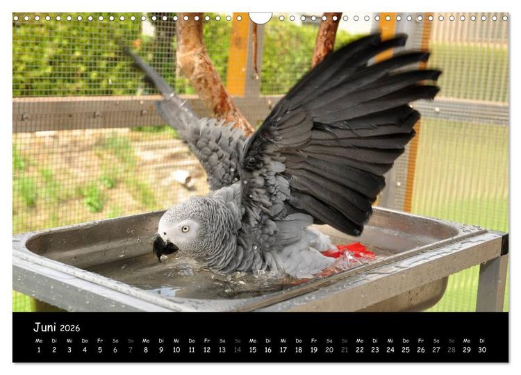 Produktbild: Graupapageien mit Herz (Wandkalender 2026 DIN A3 quer), CALVENDO Monatskalender