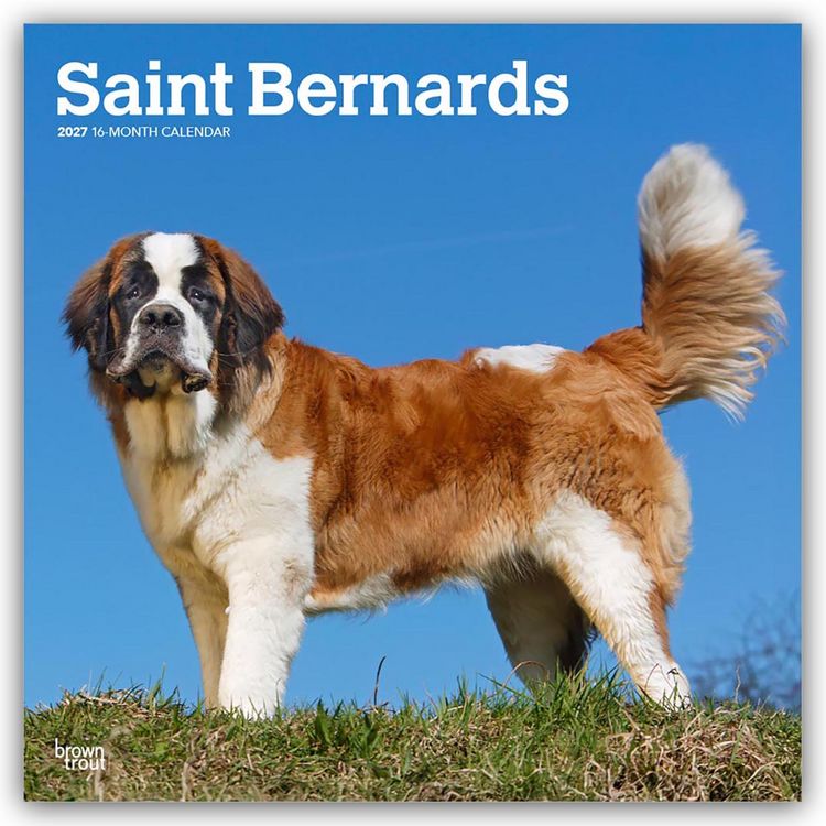 Produktbild: Saint Bernards &ndash; Bernhardiner 2027 &ndash; 16-Monatskalender