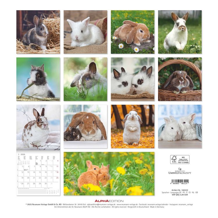 Produktbild: Kaninchen 2026 - Broschürenkalender 30x30 cm (30x60 geöffnet) - Kalender mit Platz für Notizen - Rabbits - Bildkalender - Wandplaner - Wandkalender