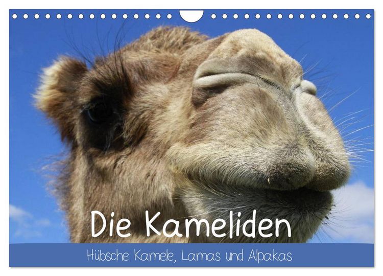 Produktbild: Die Kameliden. H&uuml;bsche Kamele, Lamas und Alpakas (Wandkalender 2026 DIN A4 quer), CALVENDO Monatskalender