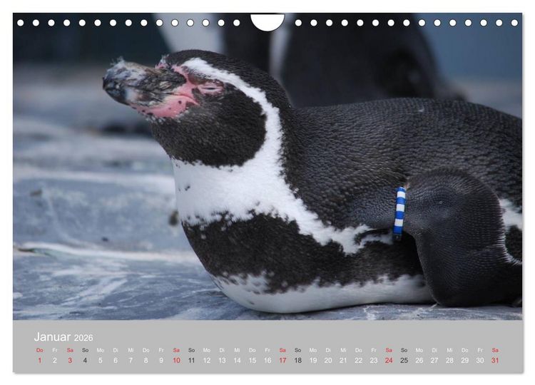 Produktbild: Pinguine 2026 (Wandkalender 2026 DIN A4 quer), CALVENDO Monatskalender