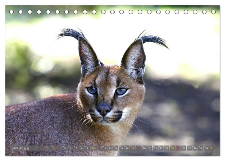 Produktbild: Katzen Afrikas (Tischkalender 2026 DIN A5 quer), CALVENDO Monatskalender