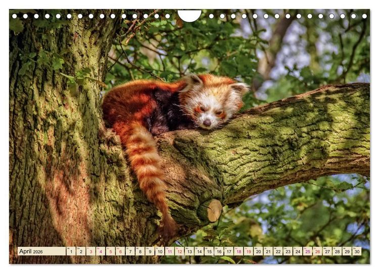 Produktbild: Kleiner Panda (Wandkalender 2026 DIN A4 quer), CALVENDO Monatskalender