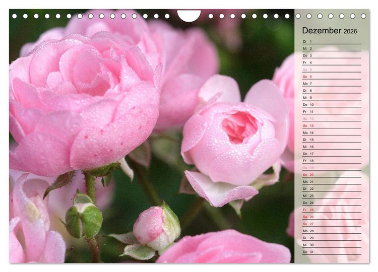 Produktbild: Rosensommer (Wandkalender 2026 DIN A4 quer), CALVENDO Monatskalender