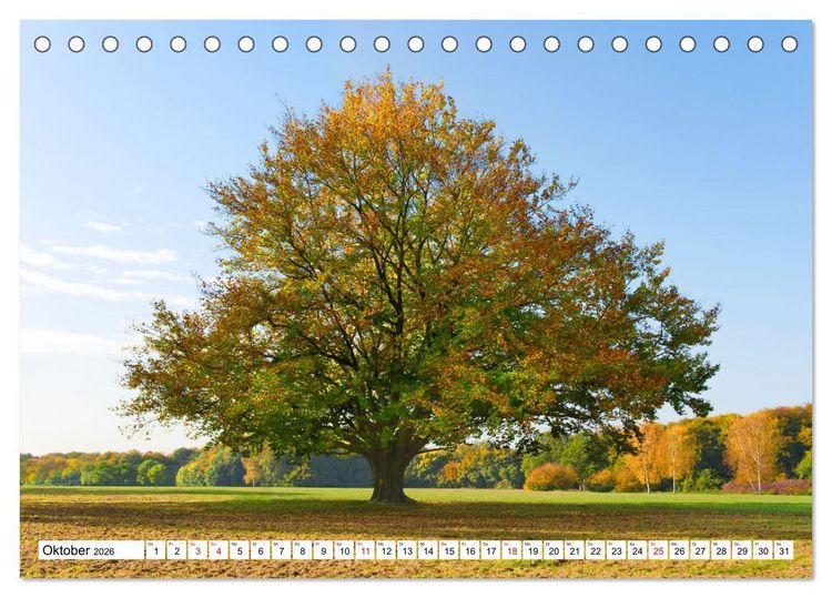Produktbild: Die Buche: 12 Baumportr&auml;ts (Tischkalender 2026 DIN A5 quer), CALVENDO Monatskalender