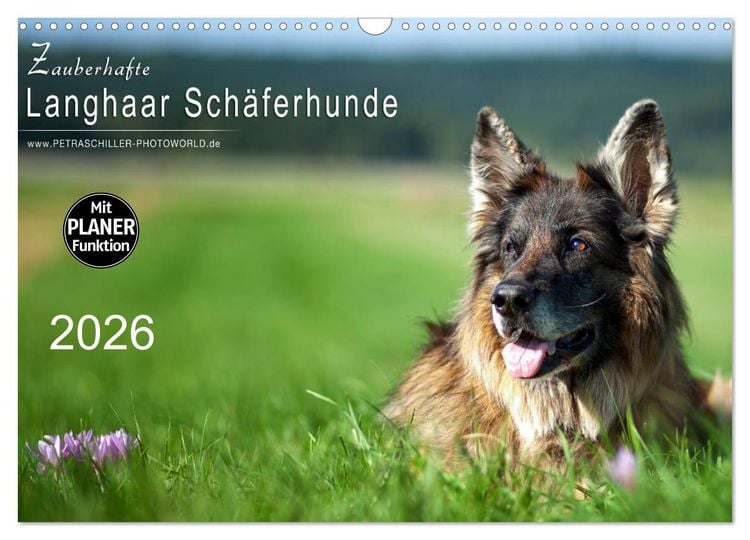 Produktbild: Zauberhafte Langhaar Sch&auml;ferhunde (Wandkalender 2026 DIN A3 quer), CALVENDO Monatskalender