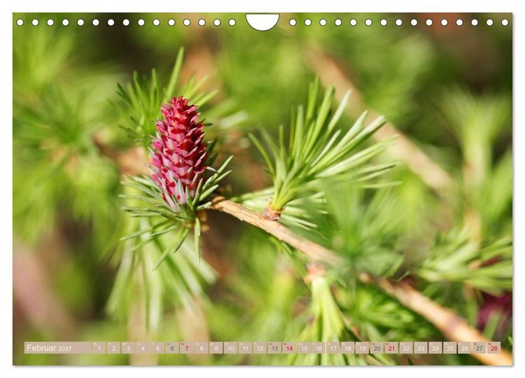 Produktbild: Faszinierende Pflanzenwelt (Wandkalender 2027 DIN A4 quer), CALVENDO Monatskalender