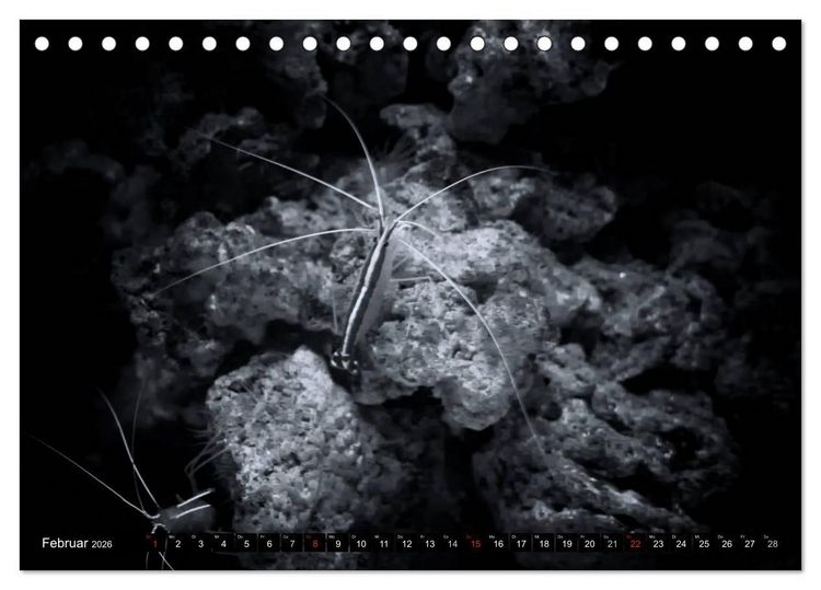 Produktbild: Meerestiere Bilder in Schwarz Weiss (Tischkalender 2026 DIN A5 quer), CALVENDO Monatskalender