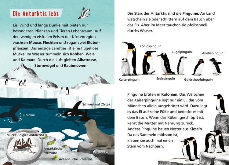 Produktbild: Pixi Wissen 120: Arktis und Antarktis