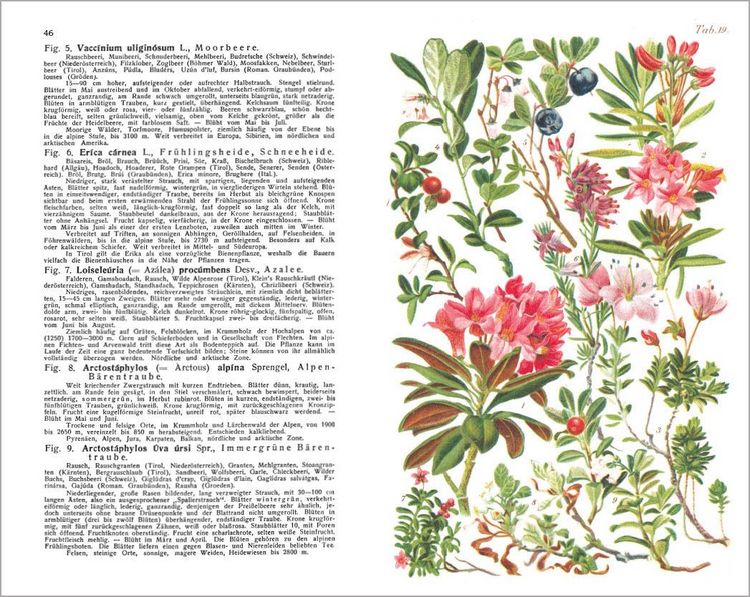 Produktbild: Alpenflora - der erste umfassende Naturf&uuml;hrer der alpinen Pflanzenwelt. &Uuml;ber 260 detaillierte, handgezeichnete Illustrationen und genaue Beschreibungen