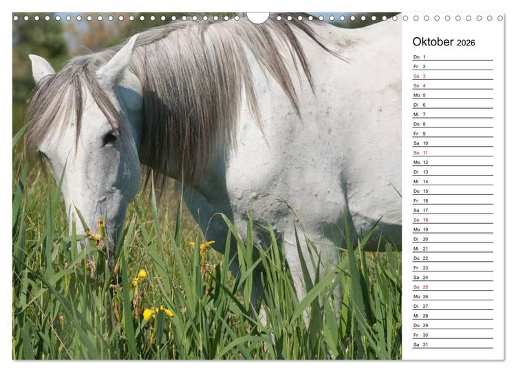 Produktbild: Pferde der Camargue &ndash; Schimmel im Rh&ocirc;nedelta (Wandkalender 2026 DIN A3 quer), CALVENDO Monatskalender