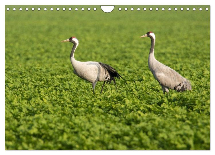Produktbild: Kraniche auf dem Weg nach S&uuml;den (Wandkalender 2025 DIN A4 quer), CALVENDO Monatskalender