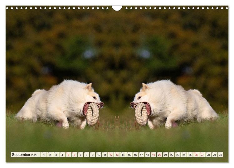 Produktbild: Mit doppelter Power durch das Jahr (Wandkalender 2026 DIN A3 quer), CALVENDO Monatskalender
