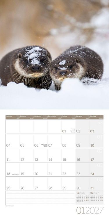 Produktbild: Otter Kalender 2027 - 30x30 - Art12