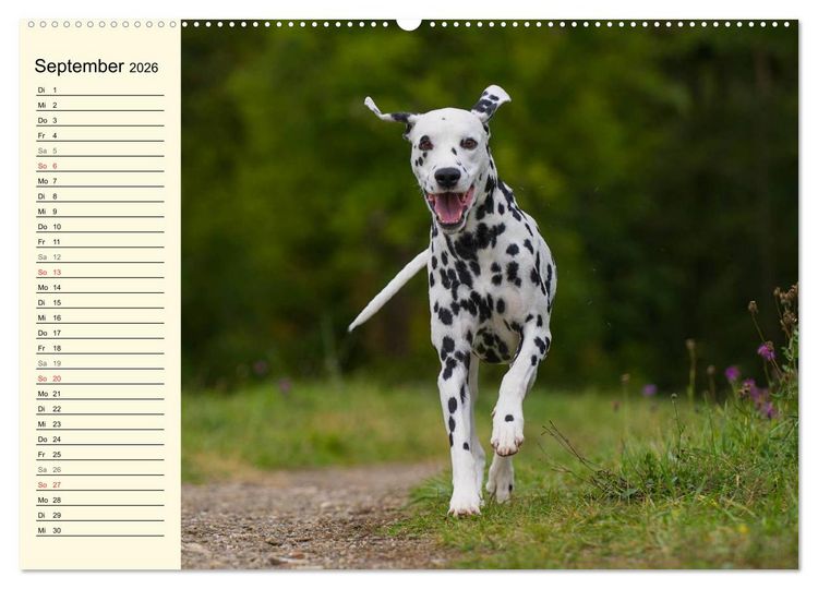 Produktbild: Auf den Punkt - Dalmatiner (Wandkalender 2026 DIN A2 quer), CALVENDO Monatskalender