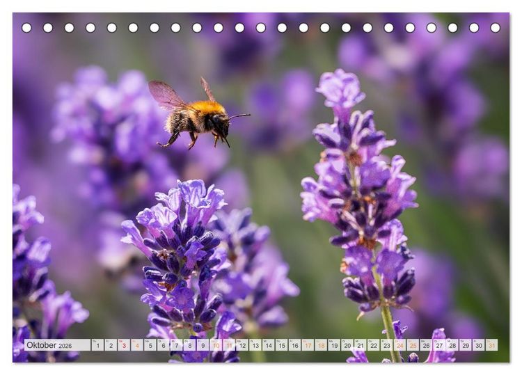 Produktbild: Bienen und Hummeln in Aktion (Tischkalender 2026 DIN A5 quer), CALVENDO Monatskalender