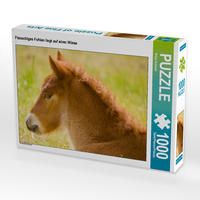 Produktbild: CALVENDO Puzzle Flauschiges Fohlen liegt auf einer Wiese 1000 Teile Lege-Gr&ouml;&szlig;e 64 x 48 cm Foto-Puzzle Bild von Brinja Schmidt