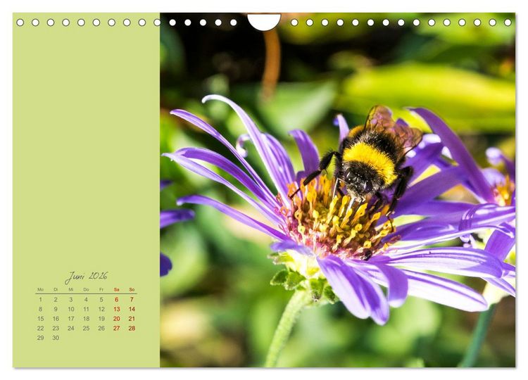 Produktbild: Bl&uuml;tenstil (Wandkalender 2026 DIN A4 quer), CALVENDO Monatskalender
