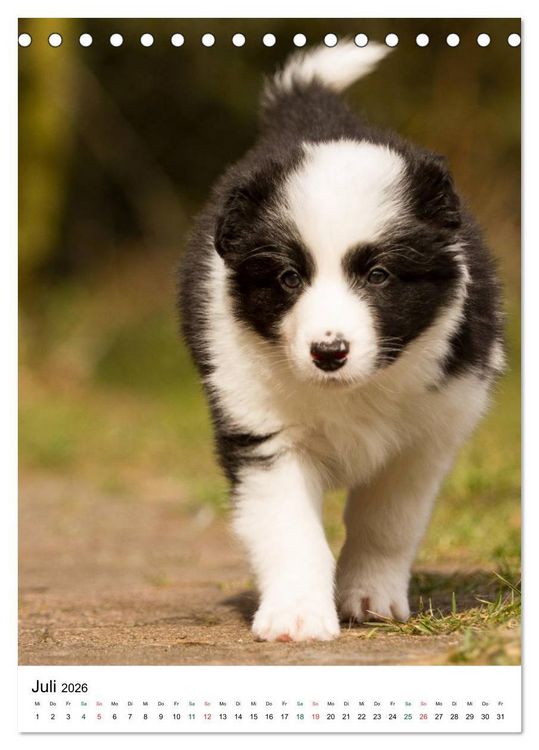 Produktbild: Border Collie Zuckerschnuten (Tischkalender 2026 DIN A5 hoch), CALVENDO Monatskalender