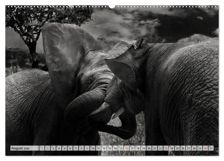 Produktbild: Wilde Tiere in schwarz-wei&szlig; (hochwertiger Premium Wandkalender 2026 DIN A2 quer), Kunstdruck in Hochglanz