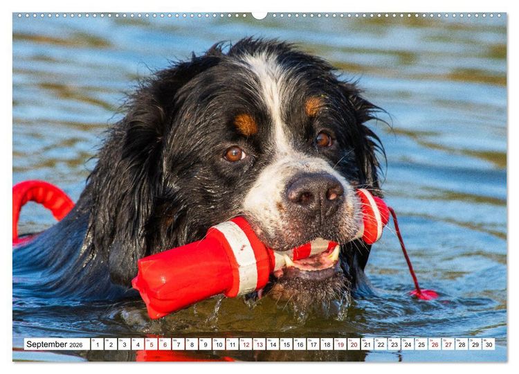 Produktbild: Berner Sennenhund - Eine Liebe f&uuml;r&acute;s Leben (hochwertiger Premium Wandkalender 2026 DIN A2 quer), Kunstdruck in Hochglanz