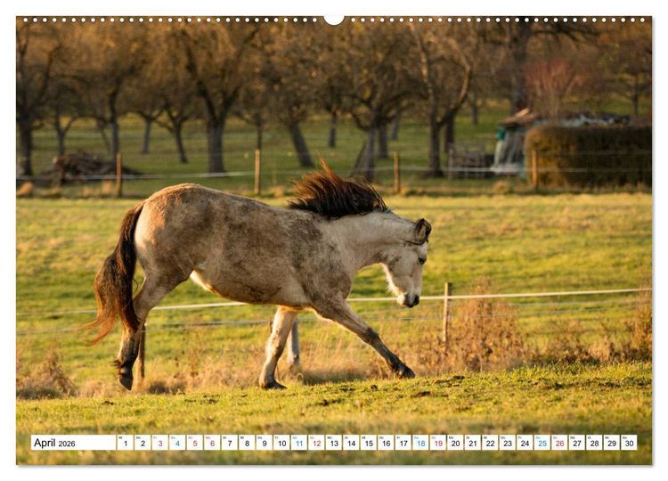 Produktbild: Durch das Jahr mit dem Connemara Pony Holly (Wandkalender 2026 DIN A2 quer), CALVENDO Monatskalender