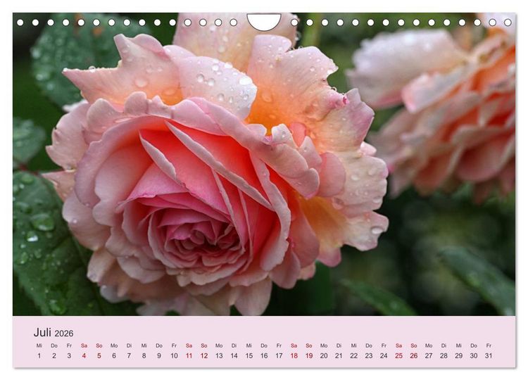 Produktbild: Rosen Reigen im Garten (Wandkalender 2026 DIN A4 quer), CALVENDO Monatskalender
