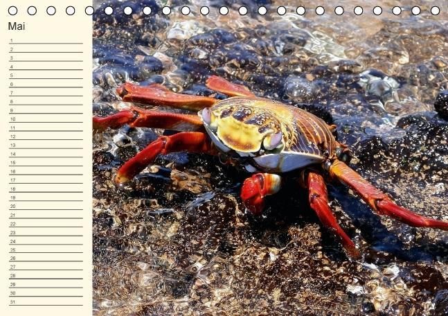 Produktbild: Gal&aacute;pagos Geburtstagskalender (Tischkalender immerw&auml;hrend DIN A5 quer)