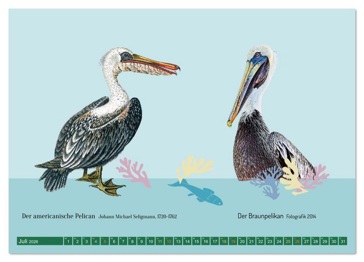 Produktbild: Vom Reiger zum Reiher (Tischkalender 2026 DIN A5 quer), CALVENDO Monatskalender