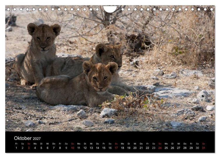 Produktbild: Wildlife Namibia (Wandkalender 2027 DIN A4 quer), CALVENDO Monatskalender