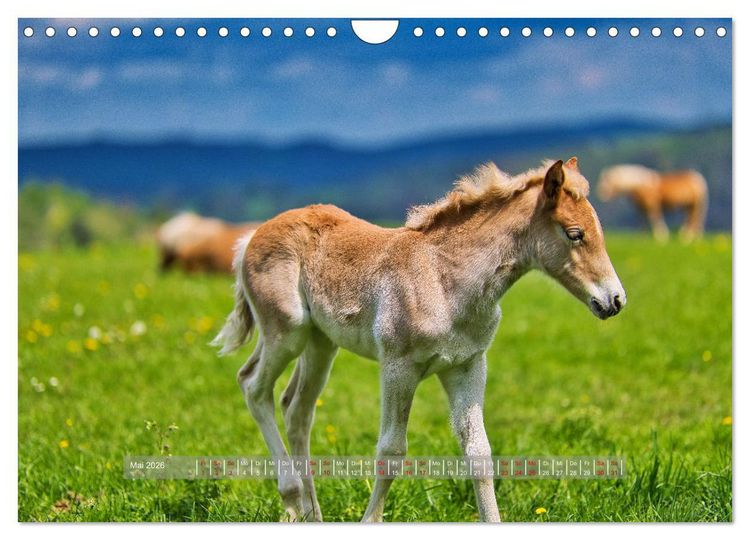 Produktbild: Haflinger Pferde in Th&uuml;ringen (Wandkalender 2026 DIN A4 quer), CALVENDO Monatskalender