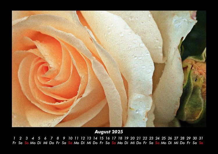 Produktbild: Rosen-Kalender 2025 Fotokalender DIN A3