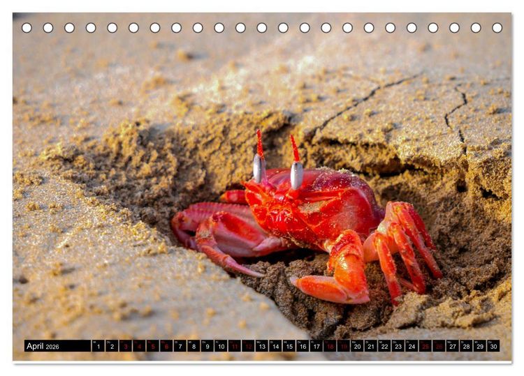 Produktbild: Naturparadies Galapagos - UNESCO Weltkulturerbe (Tischkalender 2026 DIN A5 quer), CALVENDO Monatskalender