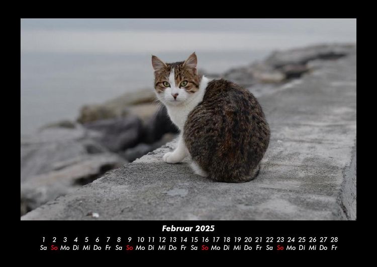 Produktbild: F&uuml;r Katzenfreunde 2025 Fotokalender DIN A3