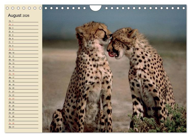 Produktbild: Die Lautlosen. Geparden und Leoparden (Wandkalender 2026 DIN A4 quer), CALVENDO Monatskalender